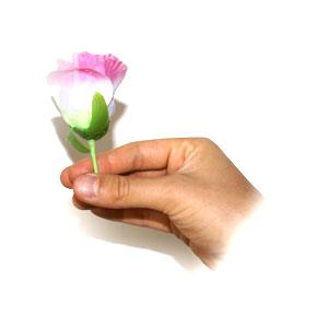 Rose dal nulla