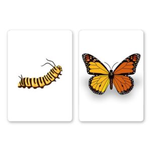 CaterFly by Magical Project - immagine 2